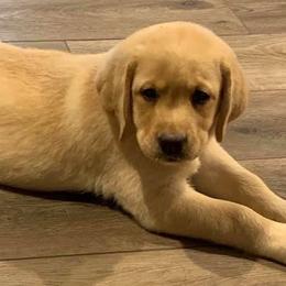 Labrador Retrievers from Buckeye Valley Labradors