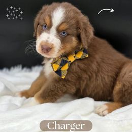Charger - Red tri-color male Australian Shepherd puppy in Annville, Pennsylvania from Creekside Aussies LLC