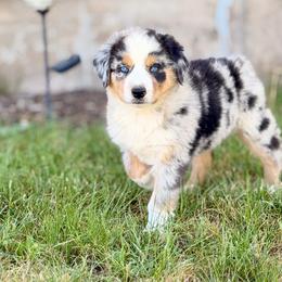 Tiana - Blue merle female Australian Shepherd puppy in Vernal, Utah from Dancing M Australian Shepherds
