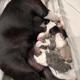 Boston Terrier Puppies from Toon’s Boston Terriers