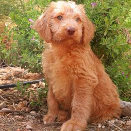 Rosie - Caramel female Labradoodle puppy in Apache Junction, Arizona from Loving Doodle