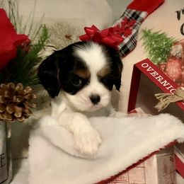 Cavalier King Charles Spaniel Puppies from Cassie’s Cavaliers
