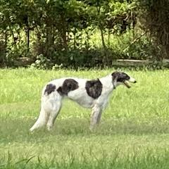 Dice - Borzoi
