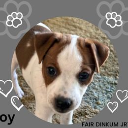 Boy 2 - Tan and white Jack Russell Terrier puppy in Santa Clarita, California from Fair Dinkum Jack Russell Terriers