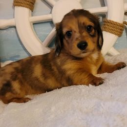 Dachshund Puppies from Spinks Puppies