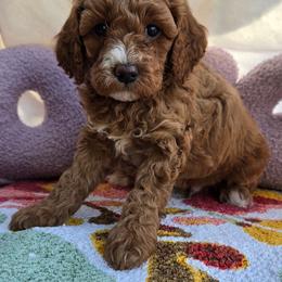 Neo - Red  male Goldendoodle puppy in Seymour, Tennessee from Lollie's Doodles