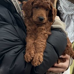 Tabitha - Red  female Poodle puppy in Mondovi, Wisconsin from Araeah's Red Standard Poodles