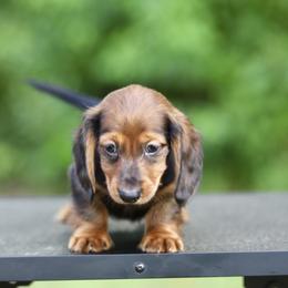 Dachshund Puppies from EntityDachs
