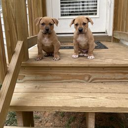 American Bully and American Pit Bull Terrier Puppies from Terminal Velocity Kennels LLC