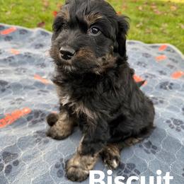 Biscuit - Sable female Aussiedoodle puppy in Ellenburg Center, New York from Kristin's Puppies