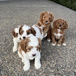 Cavapoo Puppies from Columbia Basin Puppies