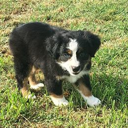 Louie - Black tri male Miniature American Shepherd puppy in Depew, Oklahoma from Donna baumann