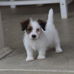 Enola Girl 2 - White and tan female Russell Terrier puppy in Middletown, Virginia from DBF Russell Terriers