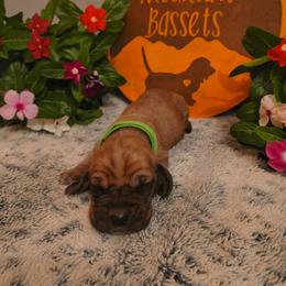 Male 3 - Mahogany and white male Basset Hound puppy in Robbins, Tennessee from Orange Mountain Basset Hounds