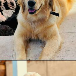 Golden Retriever Puppies from American True Golden retriever