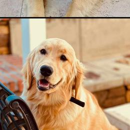 Golden Retriever Puppies from American True Golden retriever