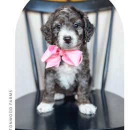Popscicle - Blue merle female Bernedoodle puppy in New Harmony, Indiana from Cottonwood Farms