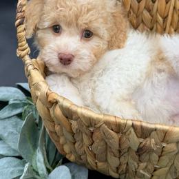 Pina Colada - Blenheim female Cavapoo puppy in Austin, Texas from Doodles of Central Texas