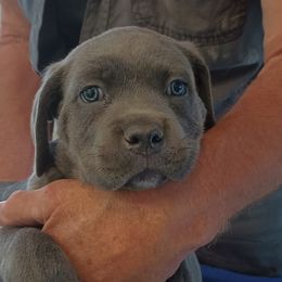 Girl 3 - Gray Cane Corso puppy in Los Lunas, New Mexico from Top Gun Kennels NM