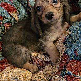 Dachshund Puppies from Samantha Spanton
