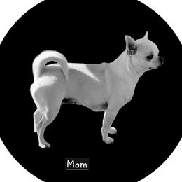 Zhozy - Chihuahua