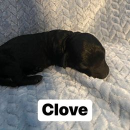 Male 3 - Black male Goldendoodle puppy in Greenville, South Carolina from Law Doodles of SC