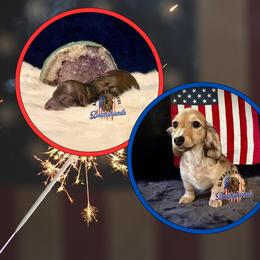 Dachshund Puppies from Always Faithful Dachshunds