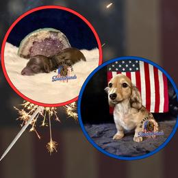 Dachshund Puppies from Always Faithful Dachshunds