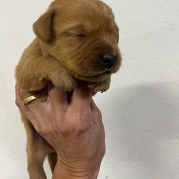 Yellow - Yellow female Labrador Retriever puppy in Husser, Louisiana from Kristen