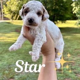 Star - Apricot female Goldendoodle puppy in Gastonia, North Carolina from Crowders Creek Doodles