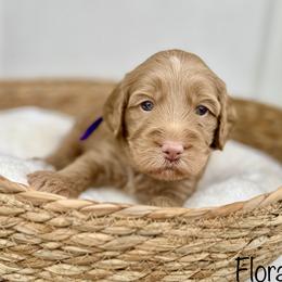 Floral - Caramel female Australian Labradoodle puppy in Morgan Hill, California from Loving Labradoodles