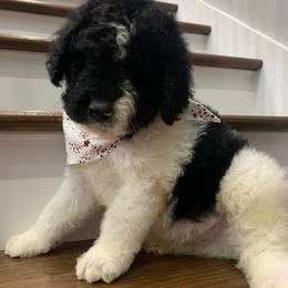 Bernedoodle Puppies from Hollie Walker's Bernedoodles