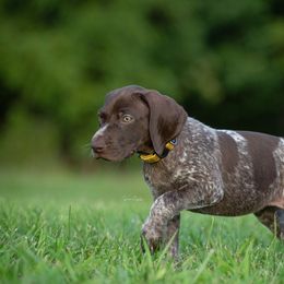 German Shorthaired Pointer and Vizsla Puppies from Nosam Kennels