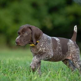 German Shorthaired Pointer and Vizsla Puppies from Nosam Kennels
