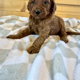 Girl 3 - Red female Irish Doodle puppy in Bloomfield, Iowa from Schooley Doodles