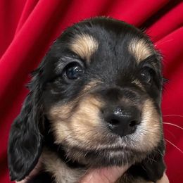 Tug - Black and cream male Dachshund puppy in Franklinton, North Carolina from Wildwynn Dachshunds
