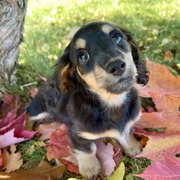 Dachshund Puppies from Hidden Haven Dachshunds