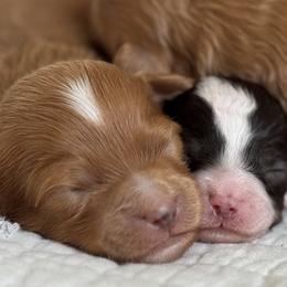 Cavapoo puppies from By Design Doodles
