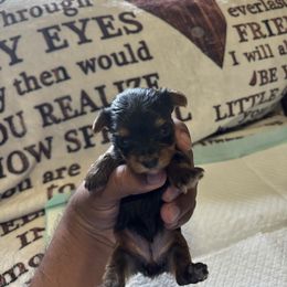 Female1 - Blue and gold female Yorkshire Terrier puppy in Pomona, California from Carbajal Yorkshire Terriers