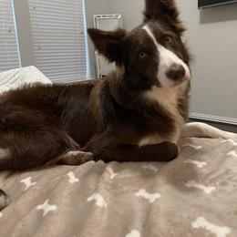 Border Collie Puppies from Ferguson Border Collies