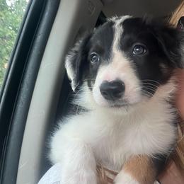 Pin - Tri-color male Border Collie puppy in Holden, Missouri from Spotted Feather Farm