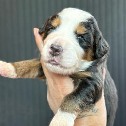 Chase - male Australian Mountain Doodle puppy in Cortez, Colorado from Sassy Pants Pups