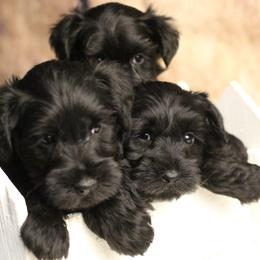 Miniature Schnauzer Puppies from Mt. View's Pretty Little Schnauzers