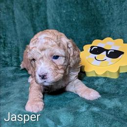Jasper - Buff male Cockapoo puppy in Sunset, Louisiana from Cano Cockapoos