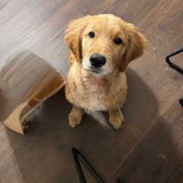 Female Guardian Home- Please Read - Light golden female Golden Retriever puppy in Piedmont, South Carolina from The Farm at Saluda Ridge