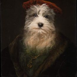 Miniature Schnauzer Puppies from Brown’s Kennel Club