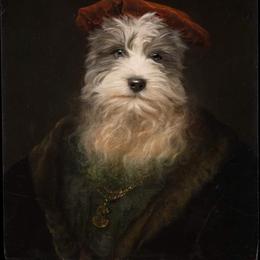 Miniature Schnauzer Puppies from Brown’s Kennel Club