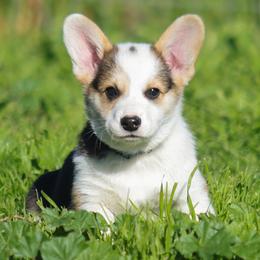 Blue Collar Boy - TRIPLE CLEAR - Black and tan male Pembroke Welsh Corgi puppy in Lockeford, California from Golden Rose Corgis