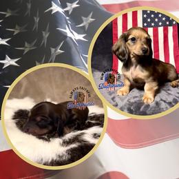 Dachshund Puppies from Always Faithful Dachshunds