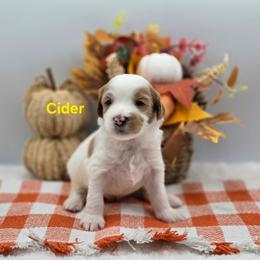 Cider - Parti male Goldendoodle puppy in Summerville, South Carolina from Channys Doodles